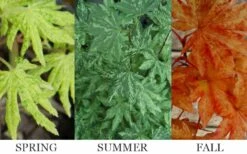 Kumoi Nishiki Japanese Full Moon Maple - 2 Gallon Pot -Wilson Bros Gardens acer palmatum kumoi nishiki 13