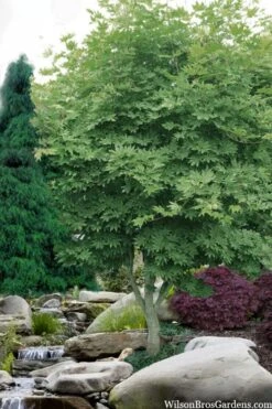 Kumoi Nishiki Japanese Full Moon Maple - 2 Gallon Pot -Wilson Bros Gardens acer palmatum kumoi nishiki japanese maple 3