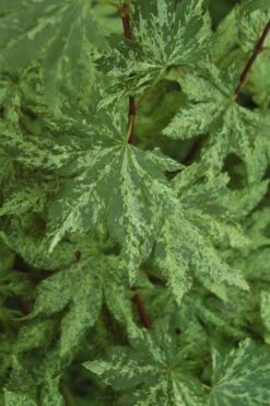 Kumoi Nishiki Japanese Full Moon Maple - 2 Gallon Pot -Wilson Bros Gardens acer palmatum kumoi nishiki japanese maple 4