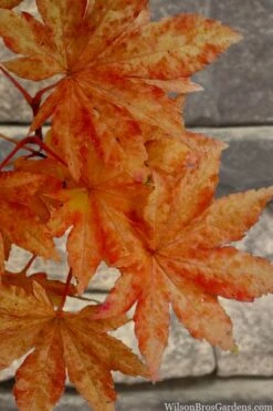 Kumoi Nishiki Japanese Full Moon Maple - 2 Gallon Pot -Wilson Bros Gardens acer palmatum kumoi nishiki japanese maple 7