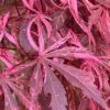 Lileeanne's Jewel Pink Leaf Japanese Maple - 3 Gallon Pot -Wilson Bros Gardens acer palmatum lileeannes jewel 5