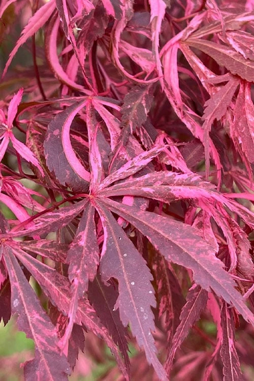 Lileeanne's Jewel Pink Leaf Japanese Maple - 3 Gallon Pot 3 Lileeanne's Jewel Pink Leaf Japanese Maple - 3 Gallon Pot