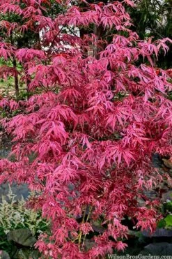 Lileeanne's Jewel Pink Leaf Japanese Maple - 3 Gallon Pot 10 Lileeanne's Jewel Pink Leaf Japanese Maple - 3 Gallon Pot -Wilson Bros Gardens acer palmatum lileeannes jewel 6