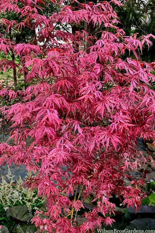 Lileeanne's Jewel Pink Leaf Japanese Maple - 3 Gallon Pot 6 Lileeanne's Jewel Pink Leaf Japanese Maple - 3 Gallon Pot - Image 4