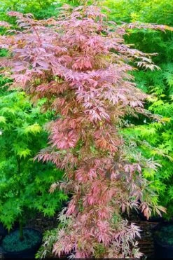 Lileeanne's Jewel Pink Leaf Japanese Maple - 3 Gallon Pot 11 Lileeanne's Jewel Pink Leaf Japanese Maple - 3 Gallon Pot -Wilson Bros Gardens acer palmatum lileeannes jewel 7