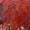 Lionheart Japanese Maple - 5 Gallon Pot -Wilson Bros Gardens acer palmatum lion heart japanese maple 10