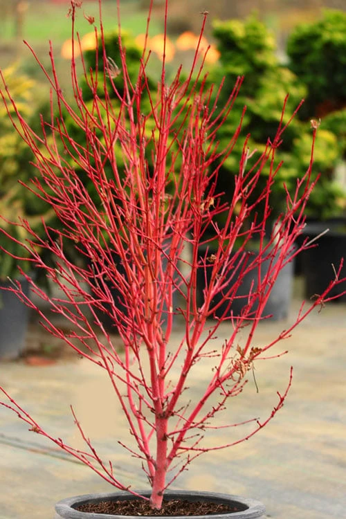 Little Sango' Dwarf Coral Bark Japanese Maple - 5 Gallon Pot 3 Little Sango' Dwarf Coral Bark Japanese Maple - 5 Gallon Pot