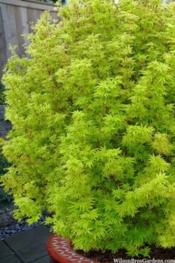 Little Sango' Dwarf Coral Bark Japanese Maple - 5 Gallon Pot 15 Little Sango' Dwarf Coral Bark Japanese Maple - 5 Gallon Pot -Wilson Bros Gardens acer palmatum little sango dwarf coral bark maple 1