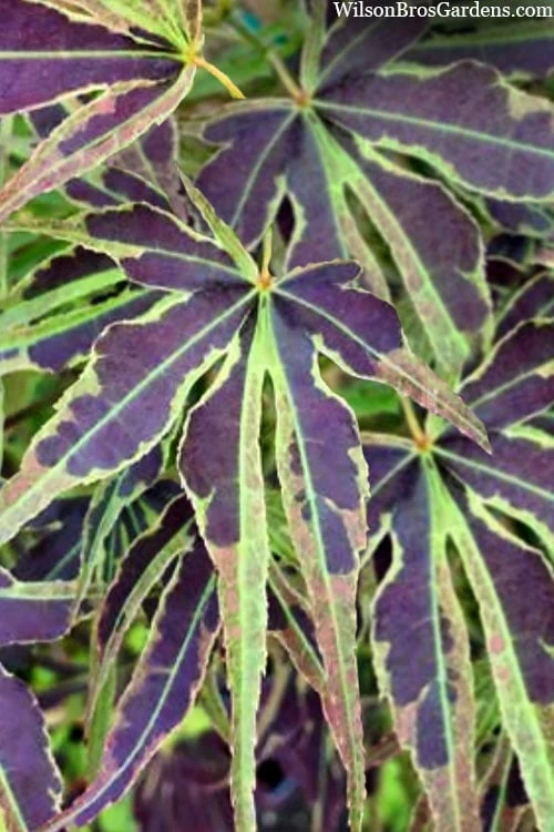 Manyo No Sato Purple Leaf Japanese Maple - 3 Gallon Pot (2-3') 7 Manyo No Sato Purple Leaf Japanese Maple - 3 Gallon Pot (2-3') - Image 5