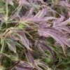 Manyo No Sato Purple Leaf Japanese Maple - 3 Gallon Pot (2-3') -Wilson Bros Gardens acer palmatum manyo no sato japanese maple 4
