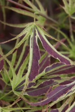 Manyo No Sato Purple Leaf Japanese Maple - 3 Gallon Pot (3-4') -Wilson Bros Gardens acer palmatum manyo no sato japanese maple 6 1