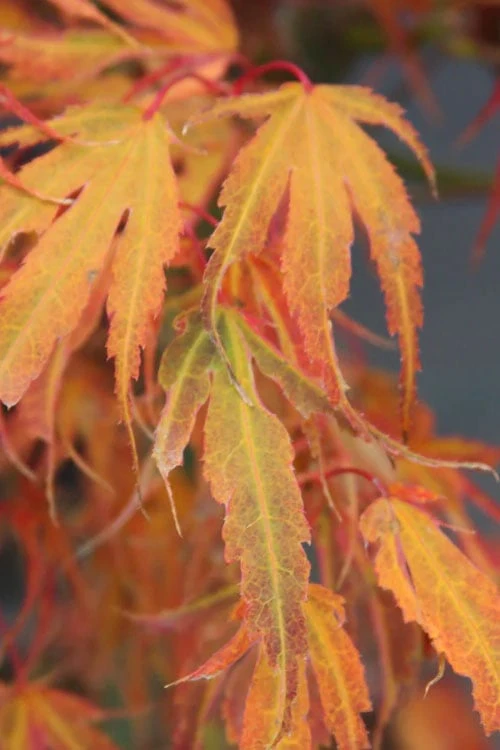 Manyo No Sato Purple Leaf Japanese Maple - 3 Gallon Pot (2-3') 8 Manyo No Sato Purple Leaf Japanese Maple - 3 Gallon Pot (2-3') - Image 6