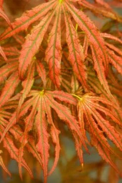 Crescent Moon Japanese Maple (Acer Palmatum 'Mikazuki') - 3 Gallon Pot (5-6') -Wilson Bros Gardens acer palmatum mikazuki japanese maple 4