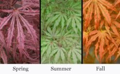 Crescent Moon Japanese Maple (Acer Palmatum 'Mikazuki') - 3 Gallon Pot (3-4') -Wilson Bros Gardens acer palmatum mikazuki japanese maple 5 1