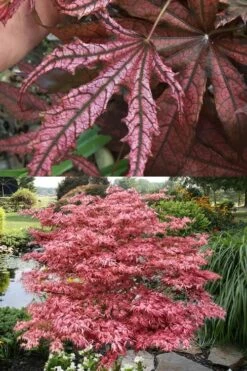 Crescent Moon Japanese Maple (Acer Palmatum 'Mikazuki') - 3 Gallon Pot (5-6') -Wilson Bros Gardens acer palmatum mikazuki japanese maple 8
