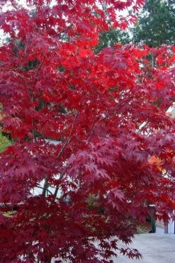Moonfire Japanese Maple - 5 Gallon Pot -Wilson Bros Gardens acer palmatum moonfire japanese maple 2