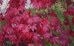 Moonfire Japanese Maple - 5 Gallon Pot -Wilson Bros Gardens acer palmatum moonfire japanese maple 3
