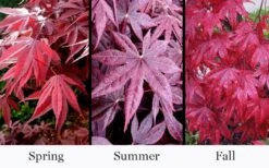 Moonfire Japanese Maple - 5 Gallon Pot -Wilson Bros Gardens acer palmatum moonfire japanese maple 4