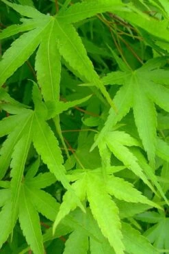 Pine Bark Japanese Maple (Acer Palmatum 'Nishiki Gawa) - 1 Gallon Pot -Wilson Bros Gardens acer palmatum nishiki gawa pine bark japanese maple 4