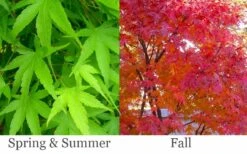 Pine Bark Japanese Maple (Acer Palmatum 'Nishiki Gawa) - 1 Gallon Pot -Wilson Bros Gardens acer palmatum nishiki gawa pine bark japanese maple 6