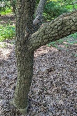 Pine Bark Japanese Maple (Acer Palmatum 'Nishiki Gawa) - 1 Gallon Pot -Wilson Bros Gardens acer palmatum nishiki gawa pine bark japanese maple 8