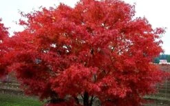 Pine Bark Japanese Maple (Acer Palmatum 'Nishiki Gawa) - 1 Gallon Pot -Wilson Bros Gardens acer palmatum nishiki gawa pine bark japanese maple 9