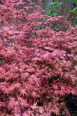 Olsen's Frosted Strawberry Japanese Maple - 3 Gallon Pot -Wilson Bros Gardens acer palmatum olsens frosted strawberry japanese maple 11