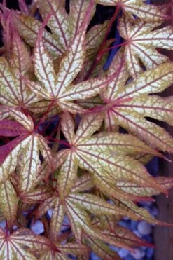 Olsen's Frosted Strawberry Japanese Maple - 3 Gallon Pot -Wilson Bros Gardens acer palmatum olsens frosted strawberry japanese maple 12