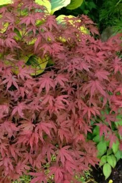 Olsen's Frosted Strawberry Japanese Maple - 3 Gallon Pot -Wilson Bros Gardens acer palmatum olsens frosted strawberry japanese maple 13