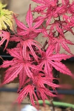 Olsen's Frosted Strawberry Japanese Maple - 3 Gallon Pot -Wilson Bros Gardens acer palmatum olsens frosted strawberry japanese maple 17