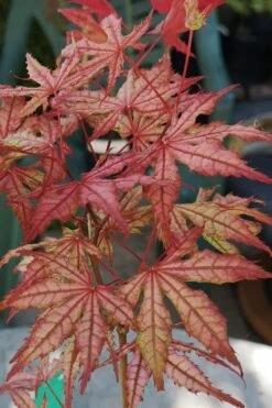 Olsen's Frosted Strawberry Japanese Maple - 3 Gallon Pot -Wilson Bros Gardens acer palmatum olsens frosted strawberry japanese maple 18