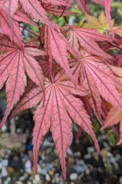 Olsen's Frosted Strawberry Japanese Maple - 3 Gallon Pot -Wilson Bros Gardens acer palmatum olsens frosted strawberry japanese maple 19
