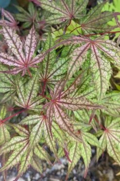 Olsen's Frosted Strawberry Japanese Maple - 3 Gallon Pot -Wilson Bros Gardens acer palmatum olsens frosted strawberry japanese maple 20