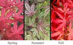 Olsen's Frosted Strawberry Japanese Maple - 3 Gallon Pot -Wilson Bros Gardens acer palmatum olsens frosted strawberry japanese maple 23