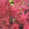 Olsen's Frosted Strawberry Japanese Maple - 3 Gallon Pot 1 Olsen's Frosted Strawberry Japanese Maple - 3 Gallon Pot -Wilson Bros Gardens acer palmatum olsens frosted strawberry japanese maple 5