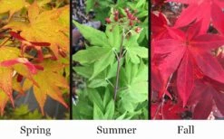 Omato Japanese Maple - 2 Gallon Pot 11 Omato Japanese Maple - 2 Gallon Pot -Wilson Bros Gardens acer palmatum omato japanese maple 10