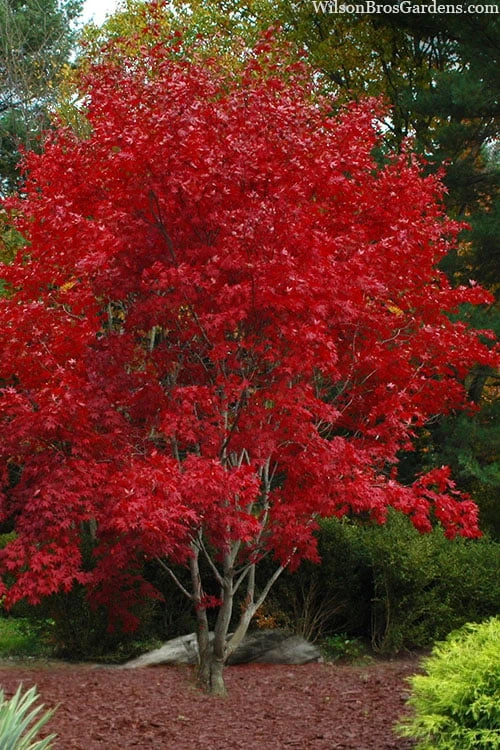 Omato Japanese Maple - 2 Gallon Pot 3 Omato Japanese Maple - 2 Gallon Pot