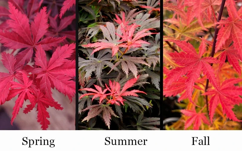Orion Dwarf Red Japanese Maple - 5 Gallon Pot 7 Orion Dwarf Red Japanese Maple - 5 Gallon Pot - Image 5