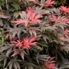 Orion Dwarf Red Japanese Maple - 5 Gallon Pot -Wilson Bros Gardens acer palmatum orion japanese maple 5