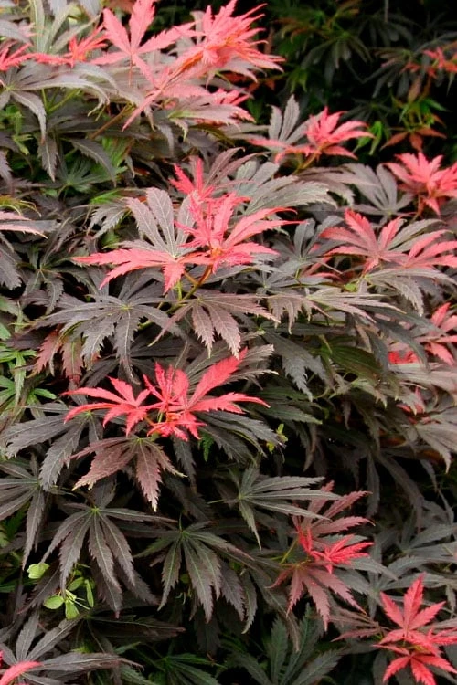 Orion Dwarf Red Japanese Maple - 5 Gallon Pot 3 Orion Dwarf Red Japanese Maple - 5 Gallon Pot