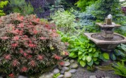 Orion Dwarf Red Japanese Maple - 5 Gallon Pot 13 Orion Dwarf Red Japanese Maple - 5 Gallon Pot -Wilson Bros Gardens acer palmatum orion japanese maple 6