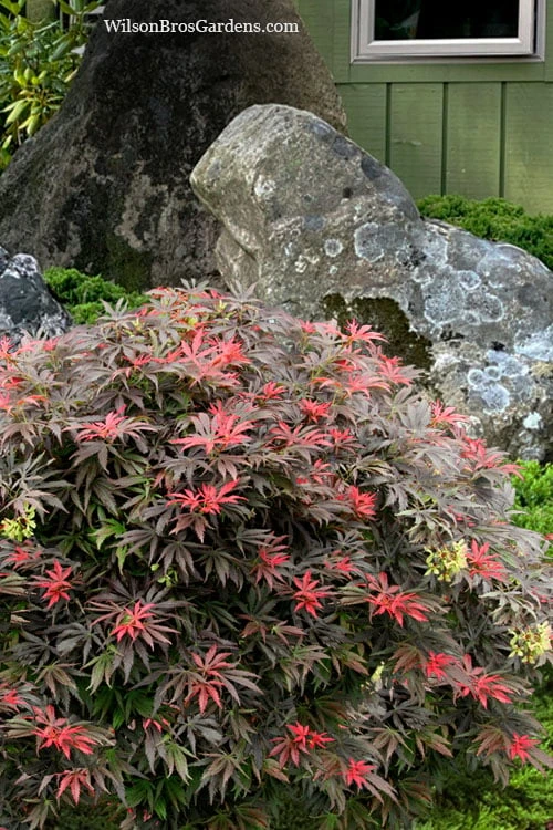 Orion Dwarf Red Japanese Maple - 5 Gallon Pot 6 Orion Dwarf Red Japanese Maple - 5 Gallon Pot - Image 4