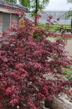 Peve's Starfish Japanese Maple - 3 Gallon Pot -Wilson Bros Gardens acer palmatum peves starfish japanese maple 12