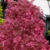 Pink Ballerina Japanese Maple - 1 Gallon Pot -Wilson Bros Gardens acer palmatum pink ballerina 10