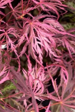 Pink Ballerina Japanese Maple - 1 Gallon Pot 10 Pink Ballerina Japanese Maple - 1 Gallon Pot -Wilson Bros Gardens acer palmatum pink ballerina 3