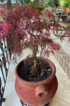 Pink Ballerina Japanese Maple - 1 Gallon Pot 11 Pink Ballerina Japanese Maple - 1 Gallon Pot -Wilson Bros Gardens acer palmatum pink ballerina japanese maple 4