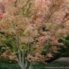 Beni Schichihenge Japanese Maple - 5 Gallon Pot -Wilson Bros Gardens acer palmatum schichihenge japanese maple 1