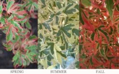 Beni Schichihenge Japanese Maple - 5 Gallon Pot -Wilson Bros Gardens acer palmatum schichihenge japanese maple 3