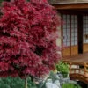 Shaina Dwarf Red Japanese Maple (Single Trunk / Standard) - 2 Gallon Pot 1 Shaina Dwarf Red Japanese Maple (Single Trunk / Standard) - 2 Gallon Pot -Wilson Bros Gardens acer palmatum shaina japanese maple 11 1