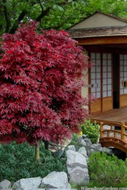Shaina Dwarf Red Japanese Maple - 7 Gallon Pot (3.5 To 4.5') -Wilson Bros Gardens acer palmatum shaina japanese maple 11